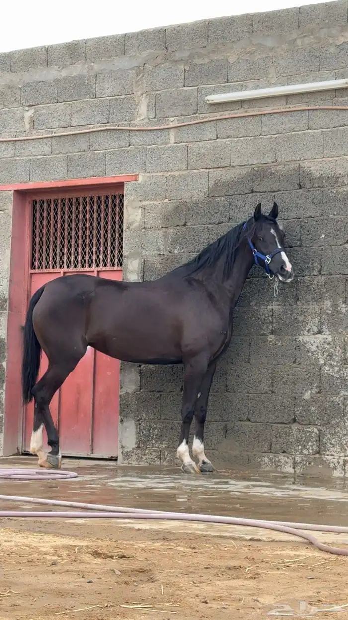 فرس شعبيه كفوو جدااا 0