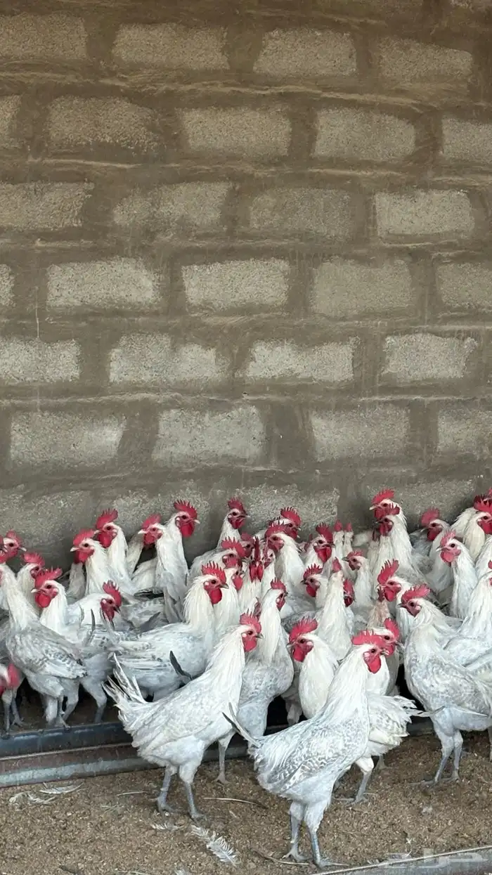 ديوك فيومي المنيوم 140 ديك 0