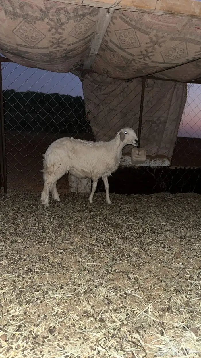 رخال طيبه مقنوي 3