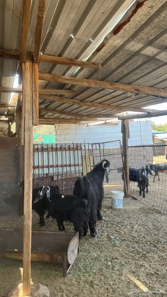 تيس فحل جرم ومد 3