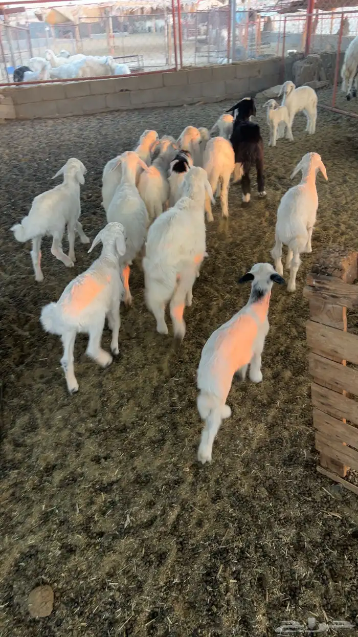 غنم متابيع 2