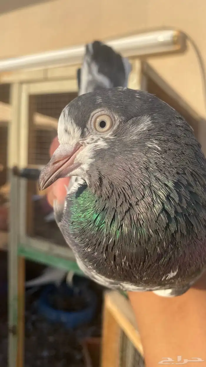 حمام باكستاني فرايد 4