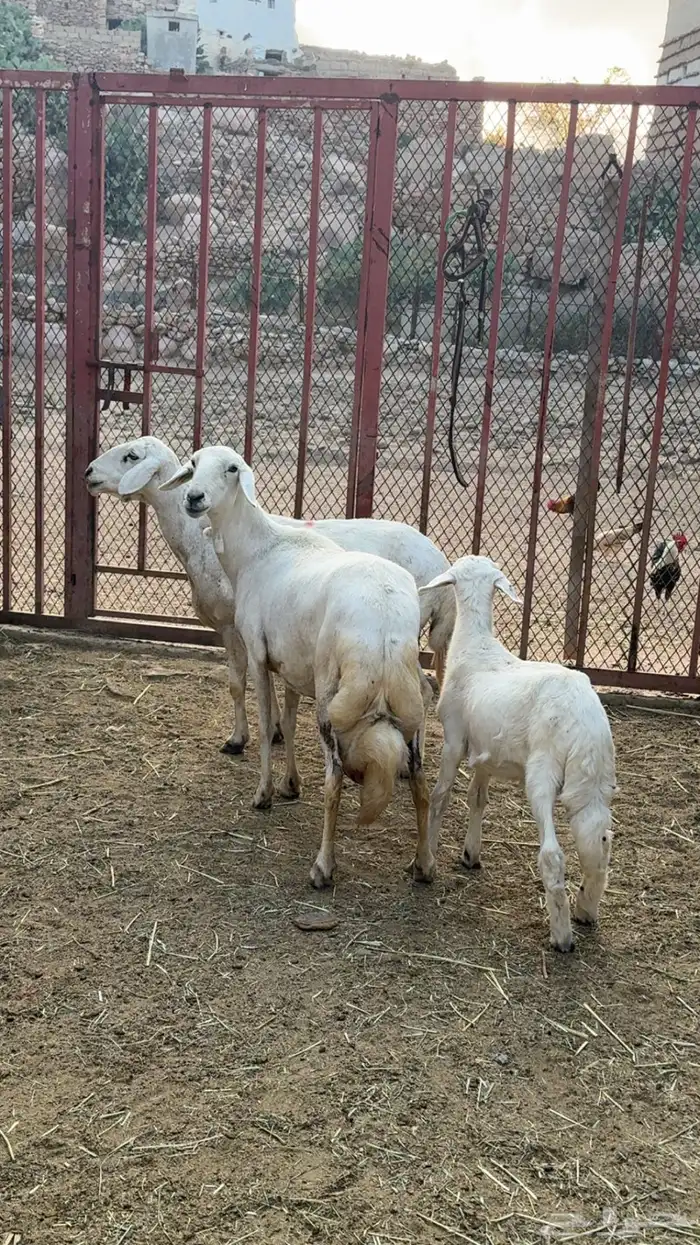 ضان متابيع 7