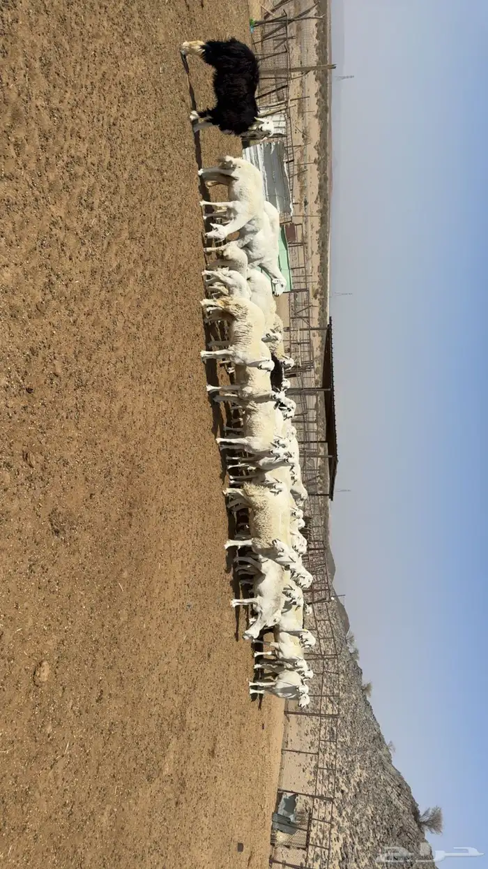 غنم مراح حصيب ودفيع فحص سونار 2