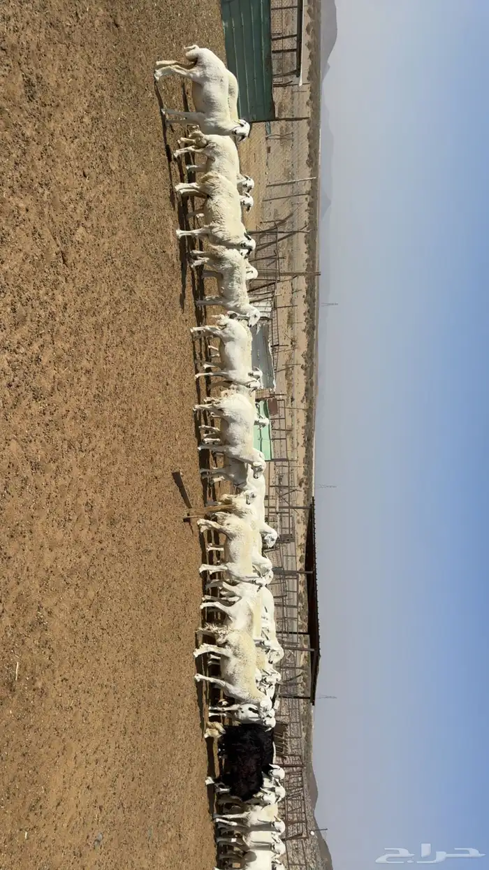 غنم مراح حصيب ودفيع فحص سونار 5