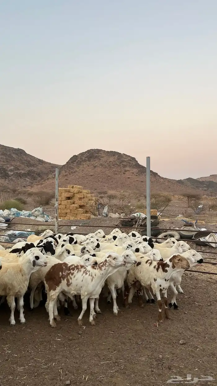 طليان سواكن شبيه الحرب مرابى جادعان مرابى 35