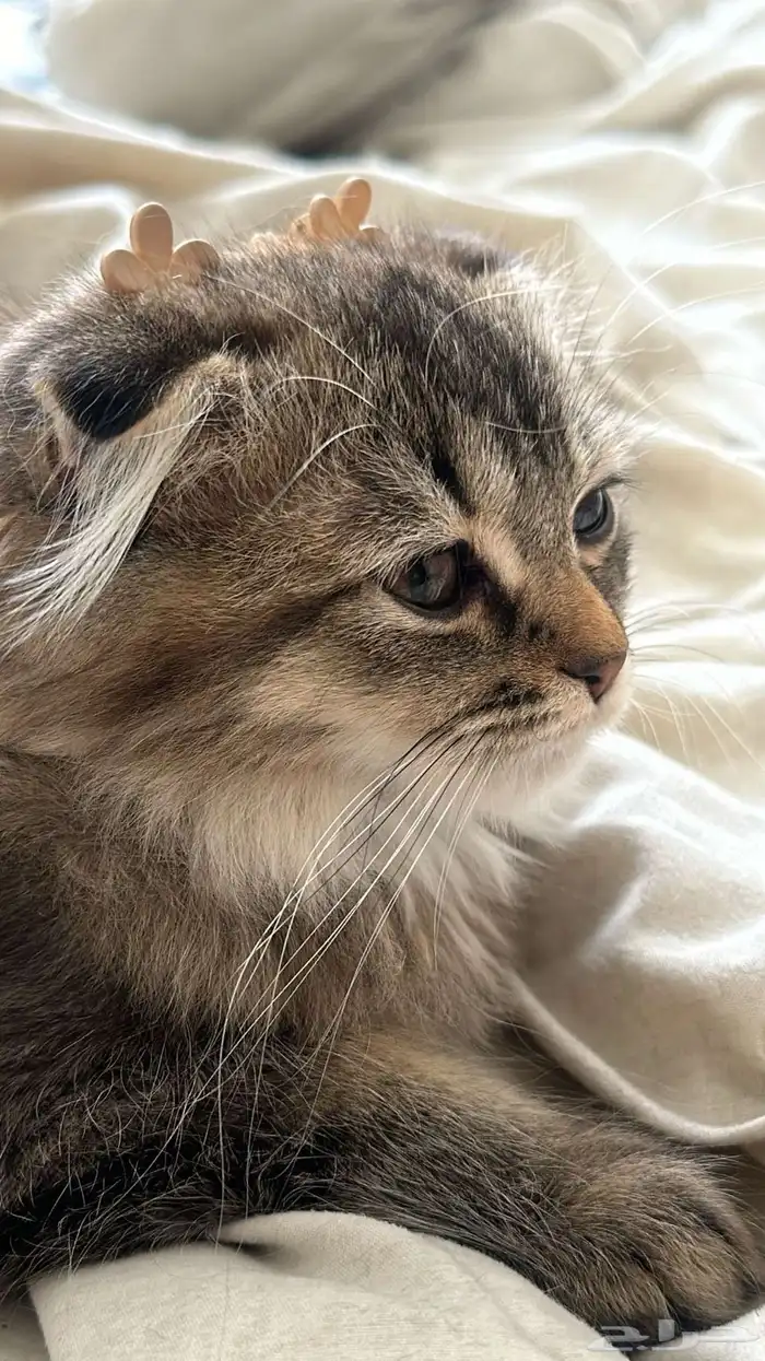 قطط سكوتش للبيع 1