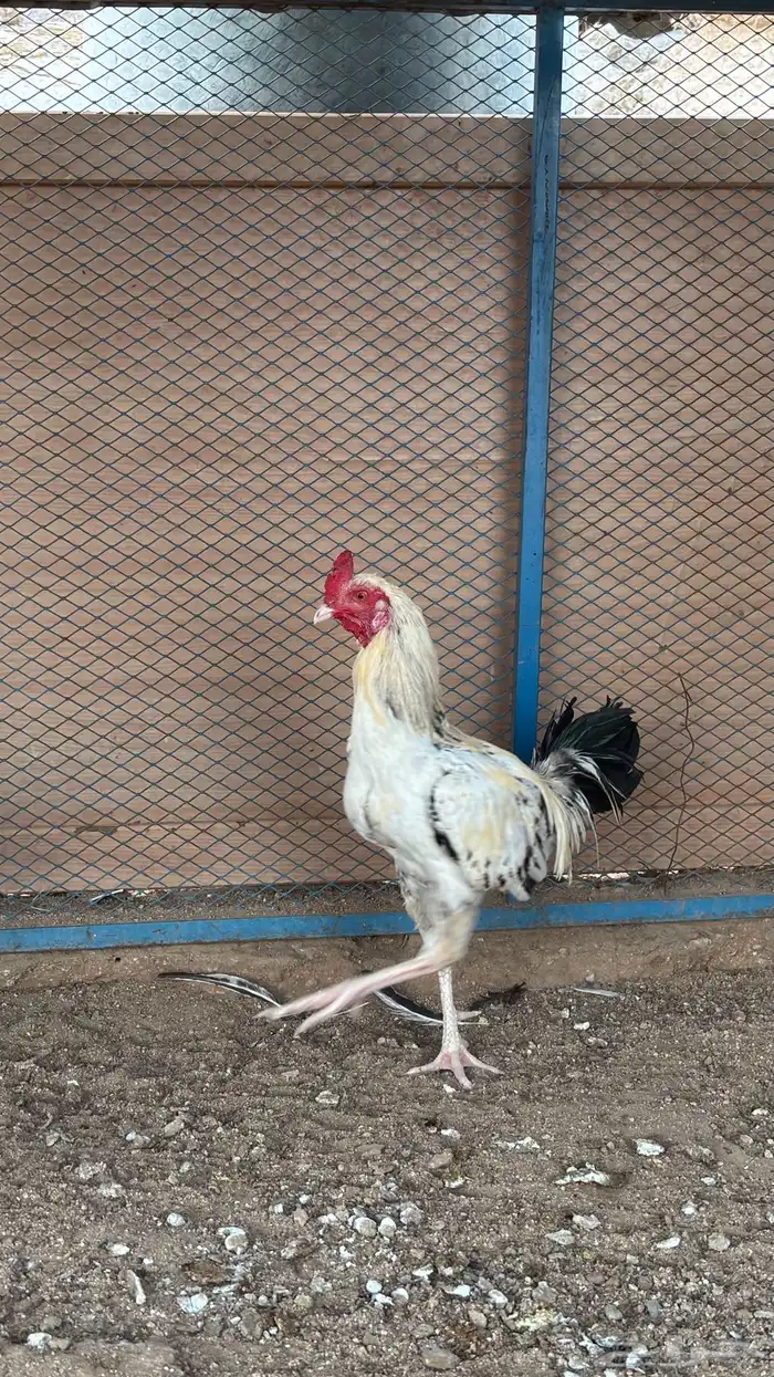 ديوك بلديه 8