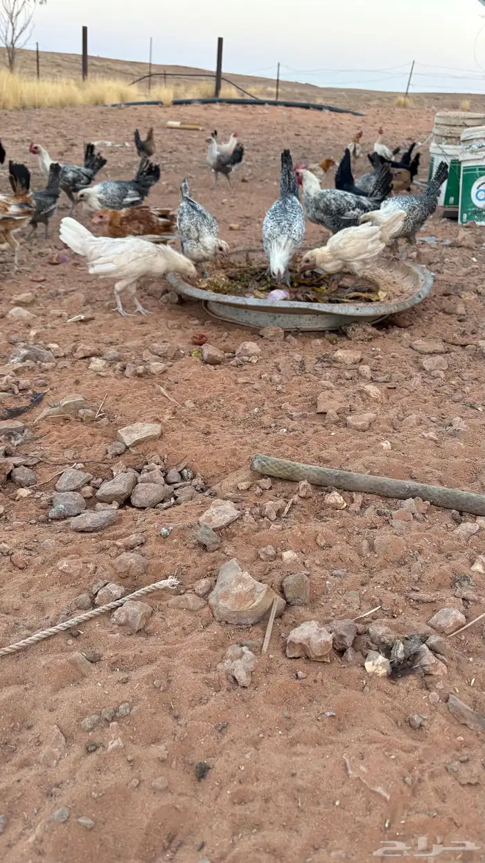 دجاج بشاير 1