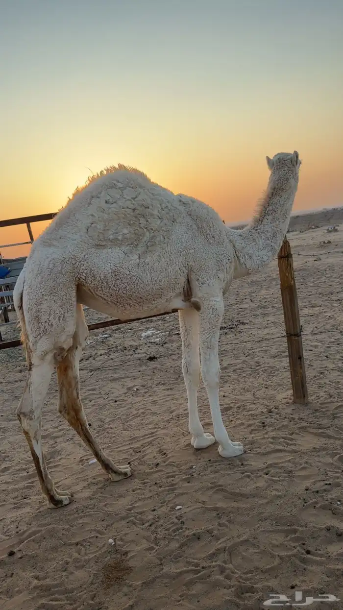 بكره فل شحم 2