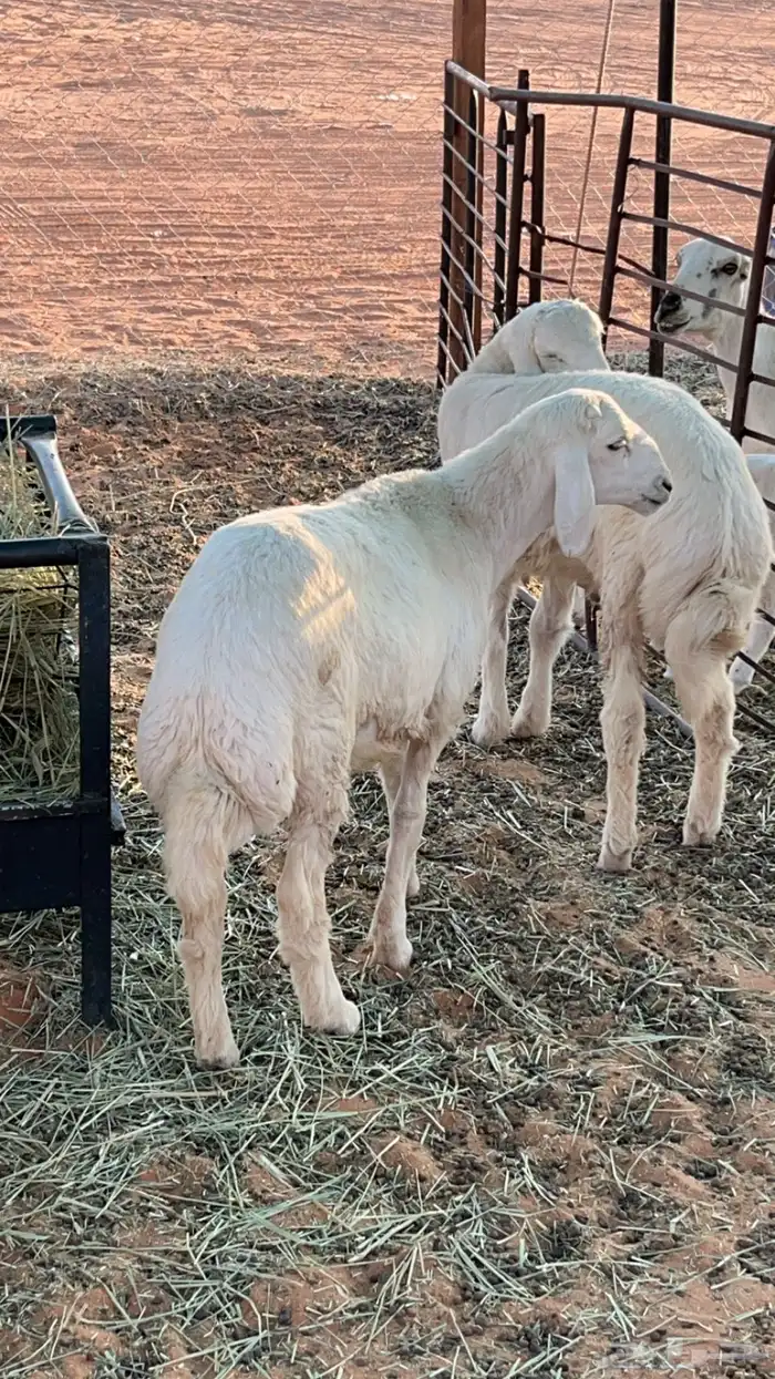 خرفان حريات 3