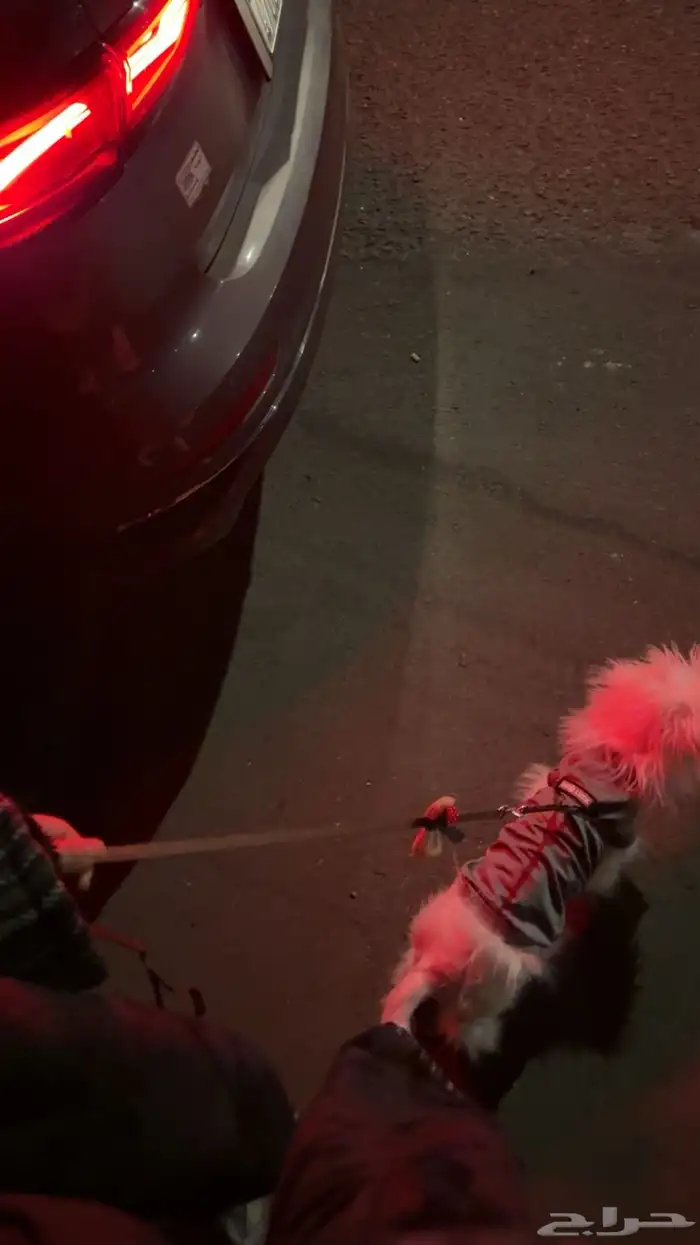 كلب جرو مالتيز 2