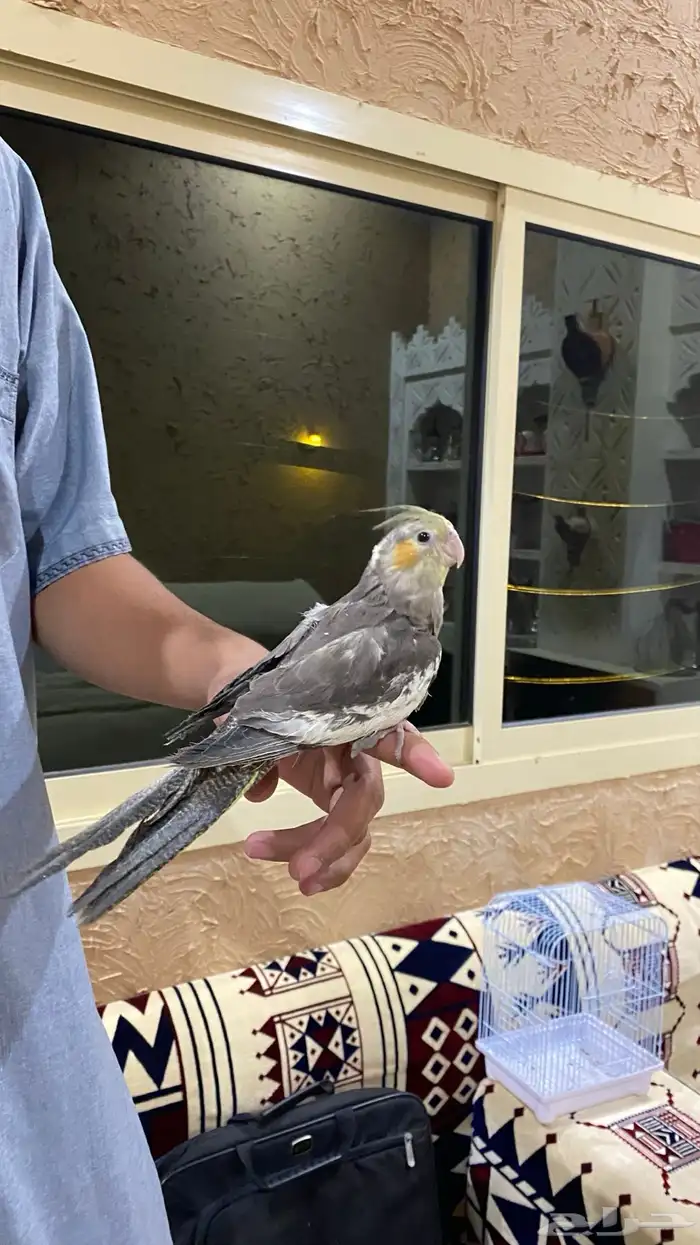 طير كروان أليف 1