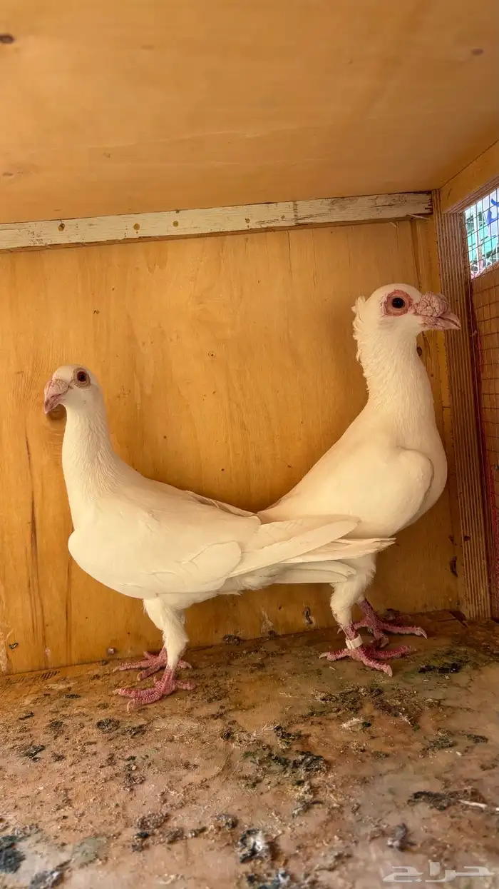 3 اجواز حمام بغدادي وقطيفي وشامي. 1