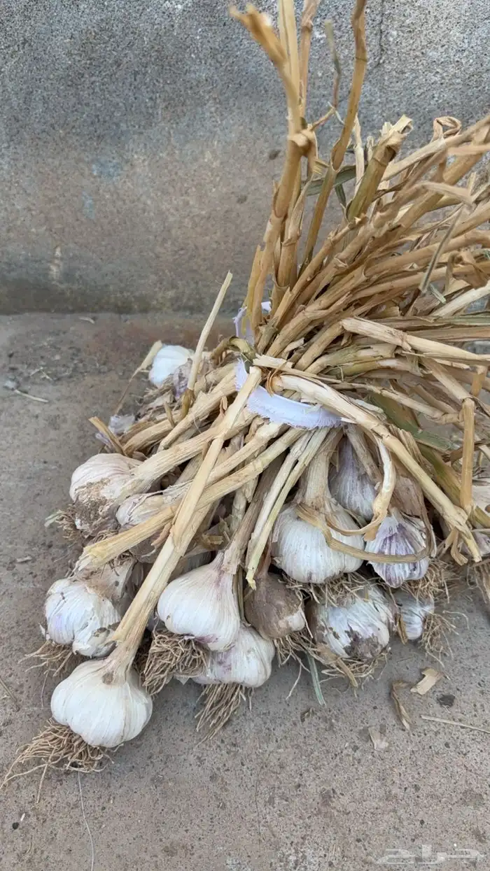 ثوم بلدي نضيف شرط حبة كبيرة 0