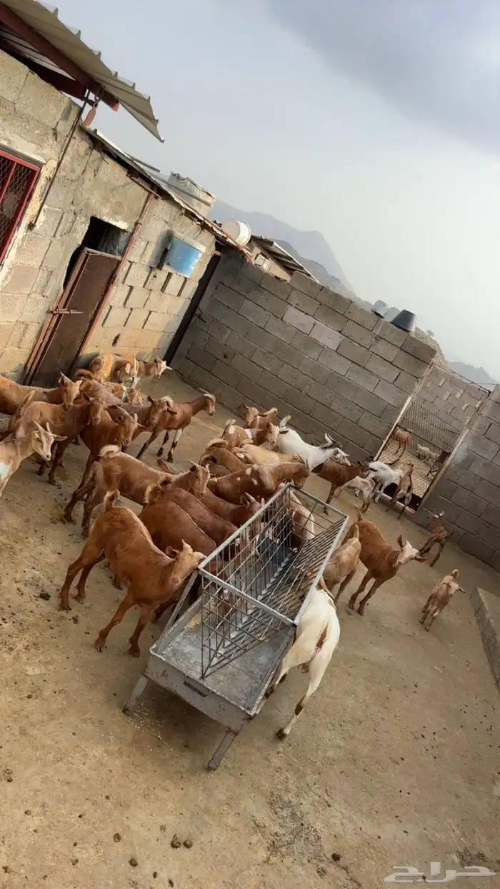 للبيع تيوس بلدي العمر 8اشهر. 1