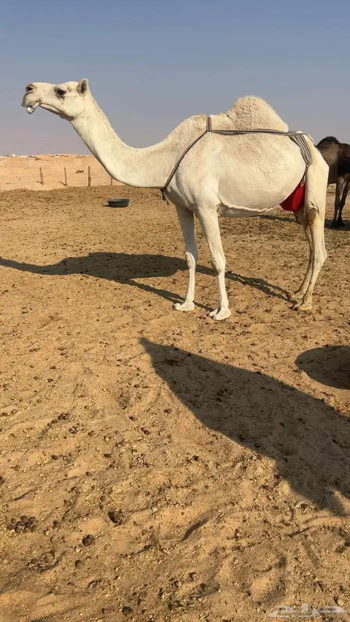 ابل ضرايب عشاير للبيع 1