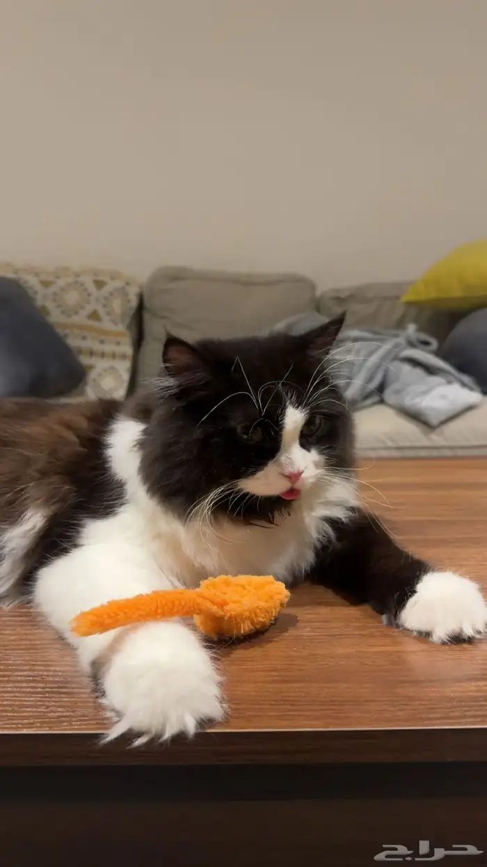 قط شيرازي ذكر 1