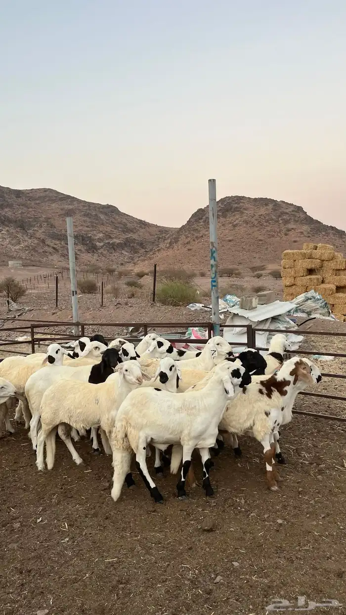 طليان سواكن شبيه الحرب مرابى جادعان مرابى 24