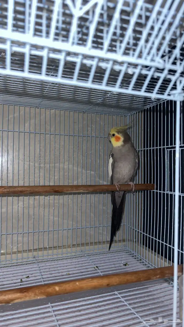 عصفور كروان 0