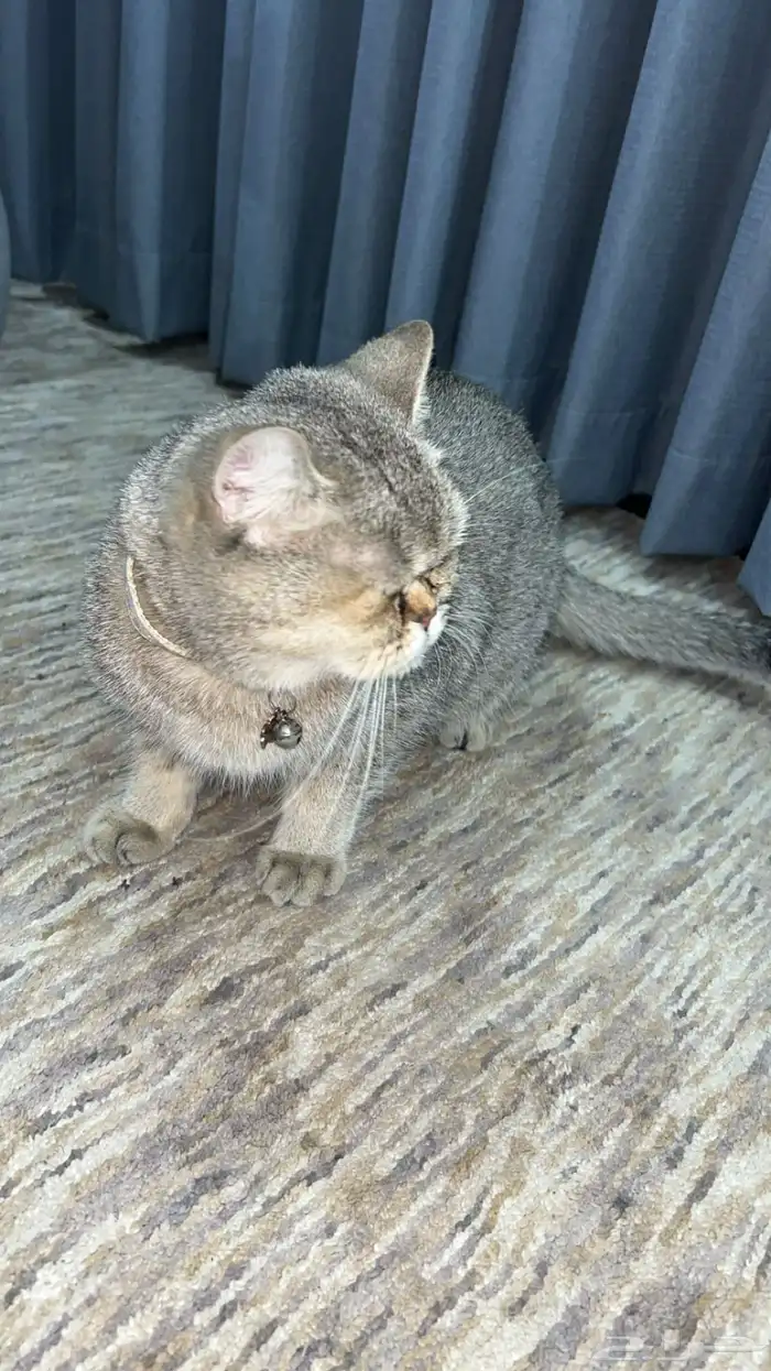 قطوه شيرازيه 3