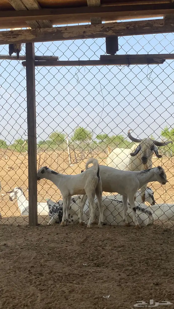 اثنين تيوس مشاريع 24