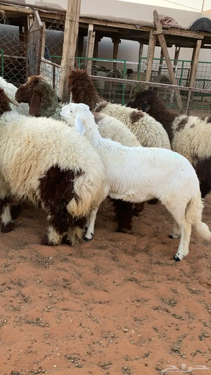 14 رخل نعيمية  جذعات فل شحم 1