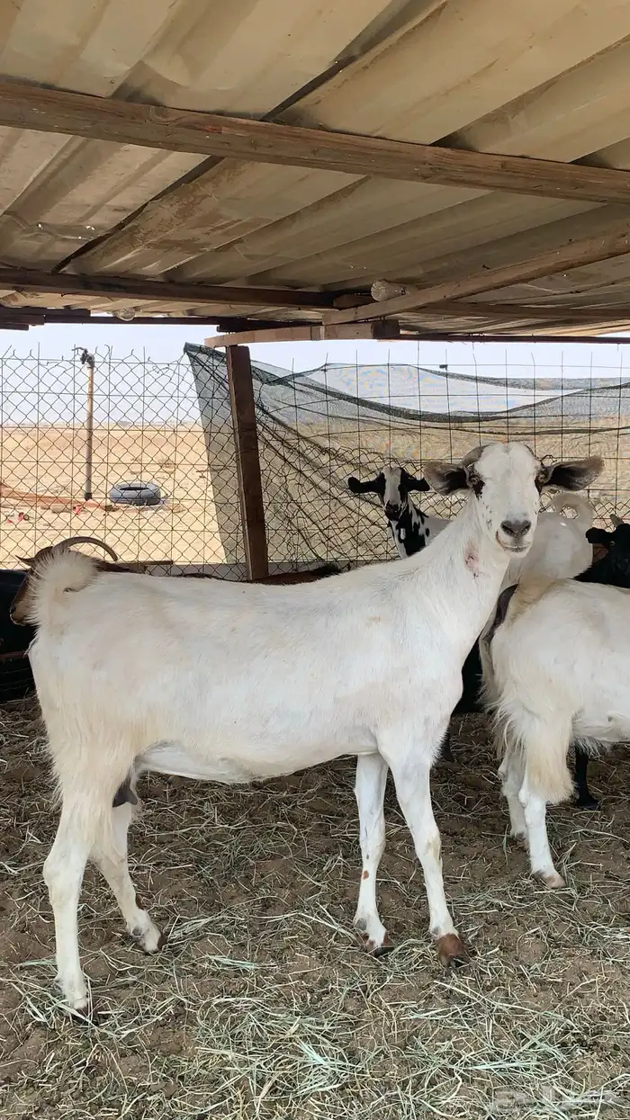 معزا بيشيات مراح واحد دفيع و ولد 9