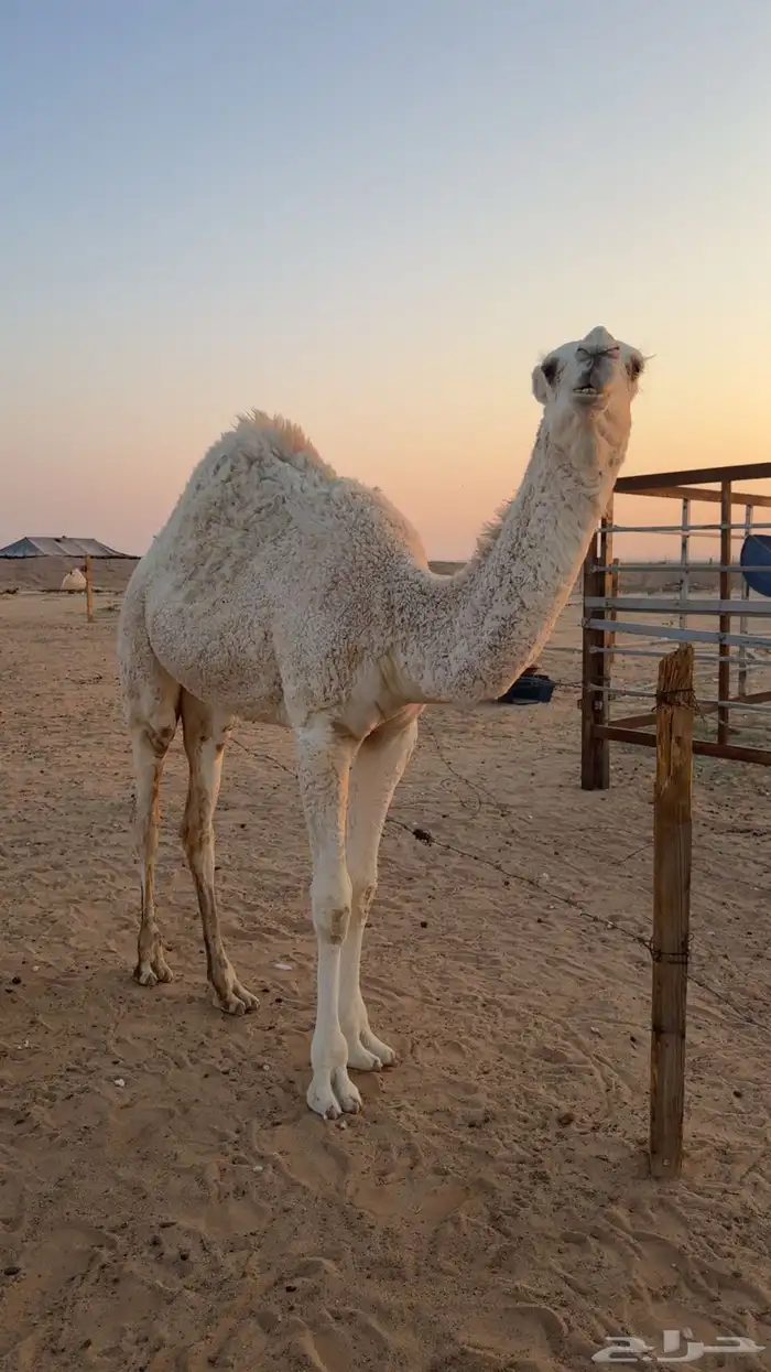 بكره فل شحم 3