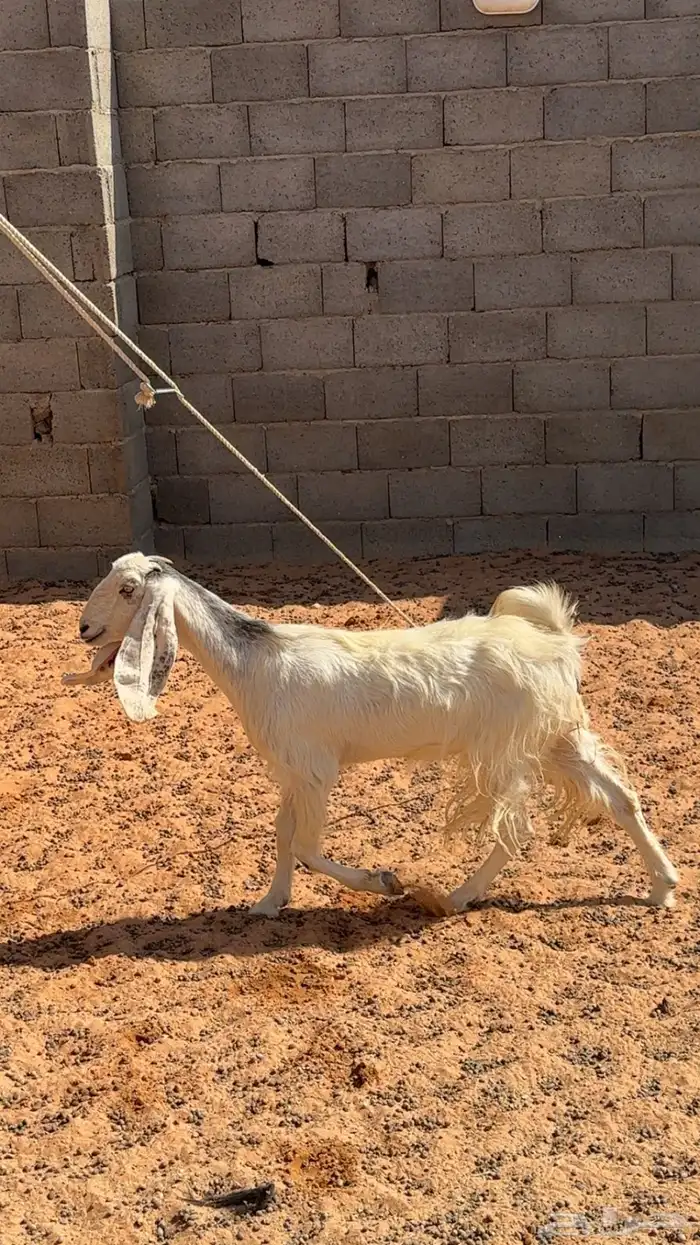 عنز ثنيه مصريه طيبه 0