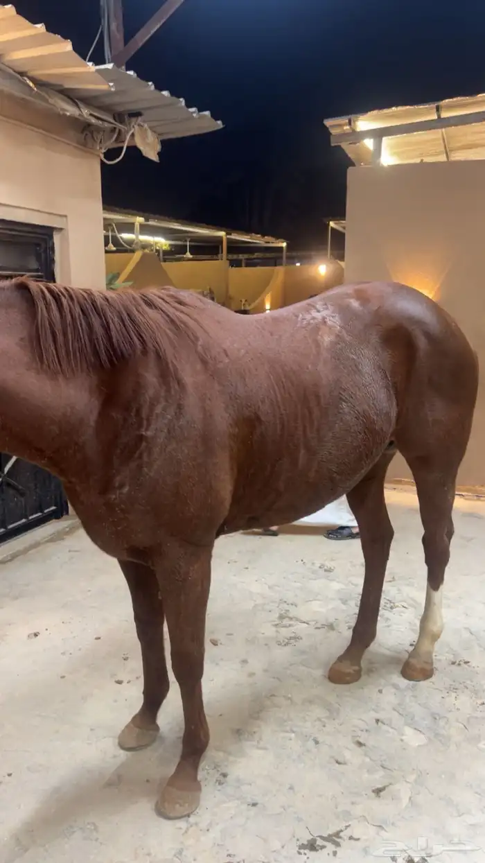 حلاق خيل جمال جسم 1