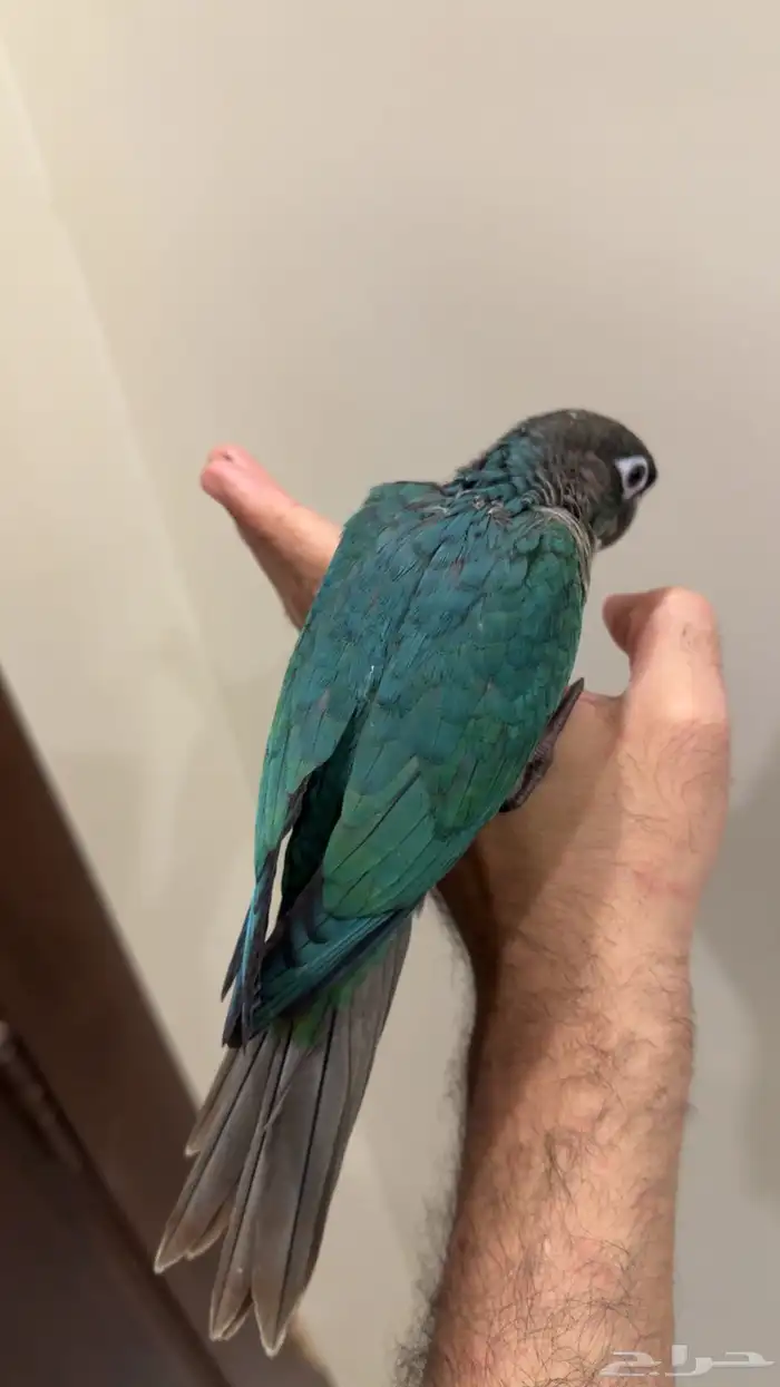 للبيع فرخ كنيور بلوشيك اليف وهدد على نهاية فظام 1