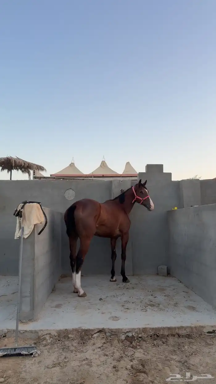 حصان مواليد2021 1