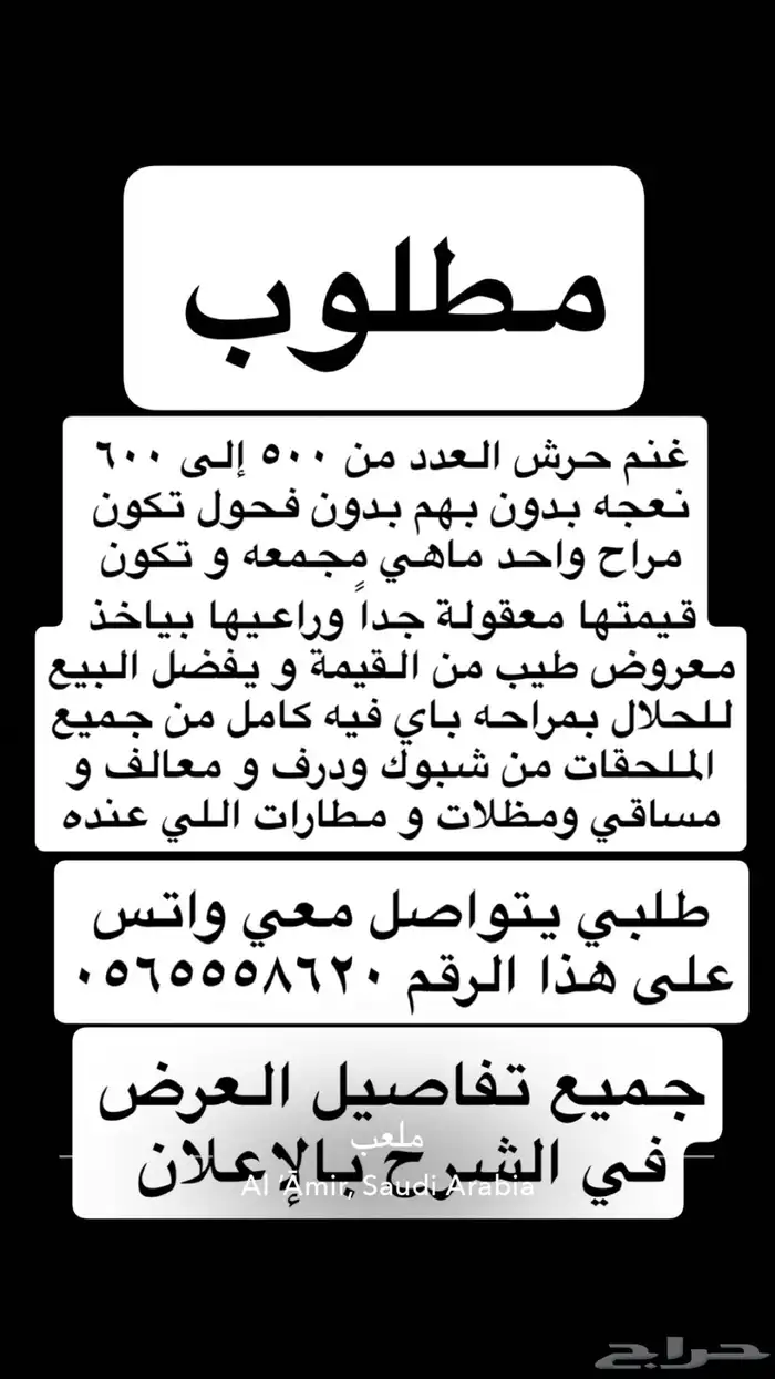 مطلوب غنم حرش من 500-600راس 0