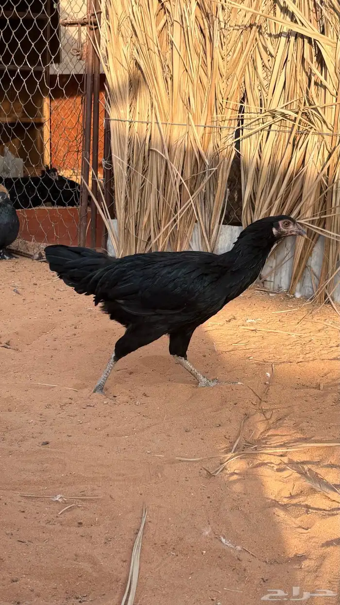 دجاجه بكستاني سندس 2