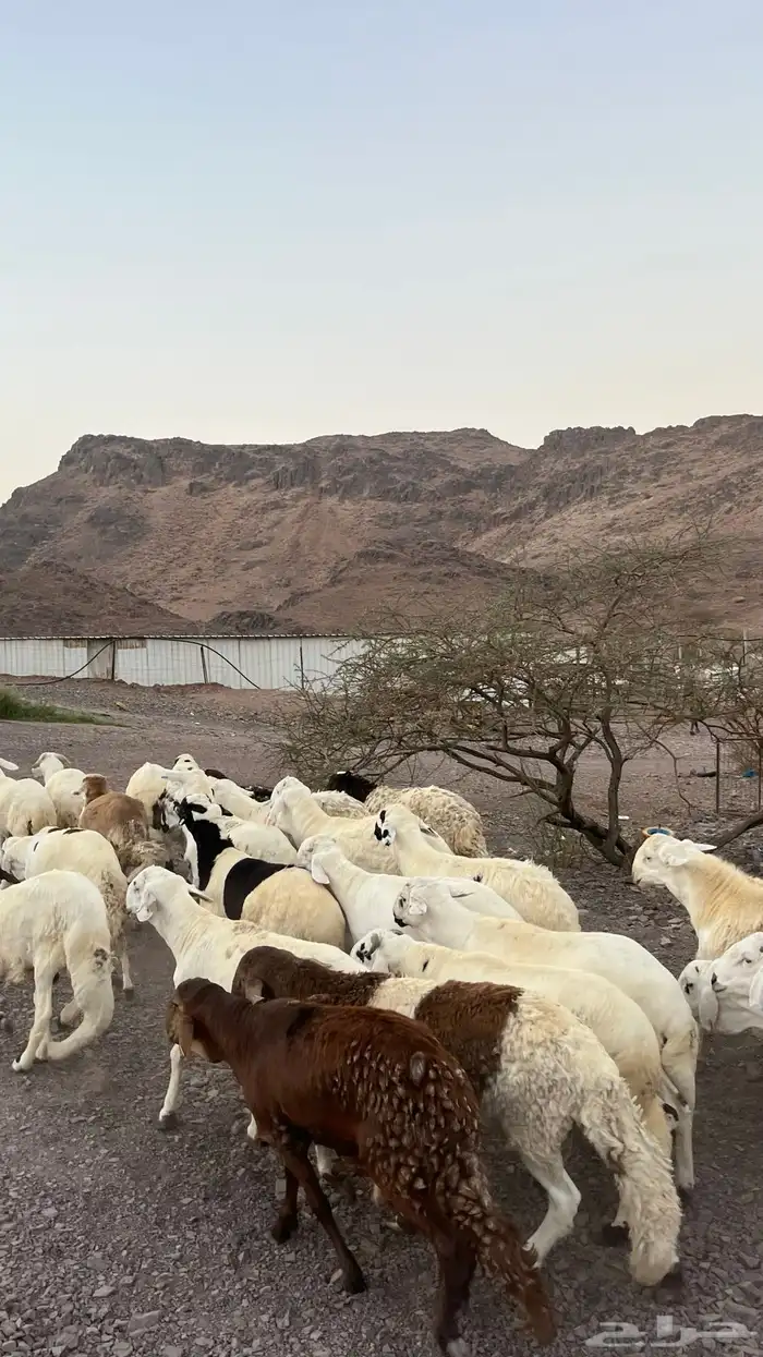 طليان سواكن شبيه الحرب مرابى جادعان مرابى 18