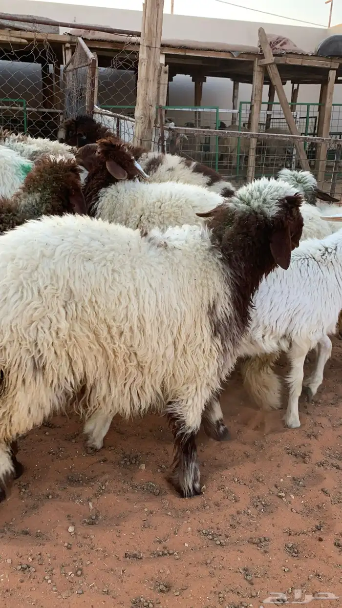 14 رخل نعيمية  جذعات فل شحم 6