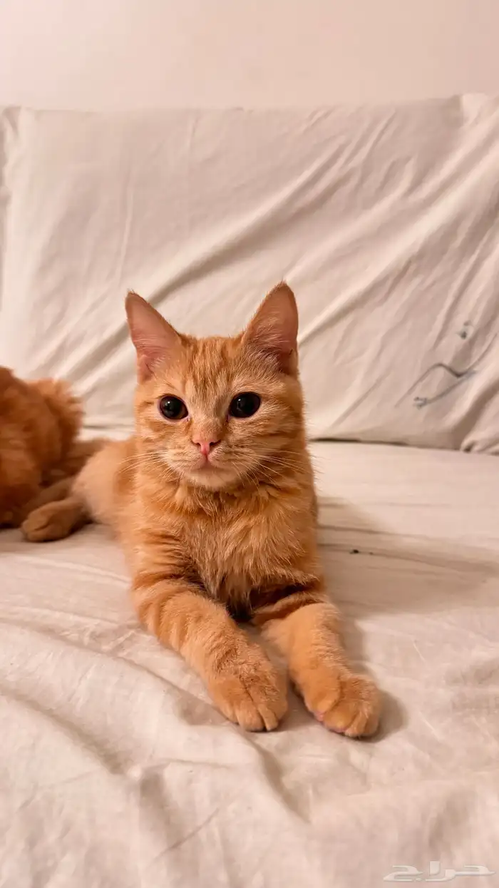 قطط للتبني ذكر وانثنين 2