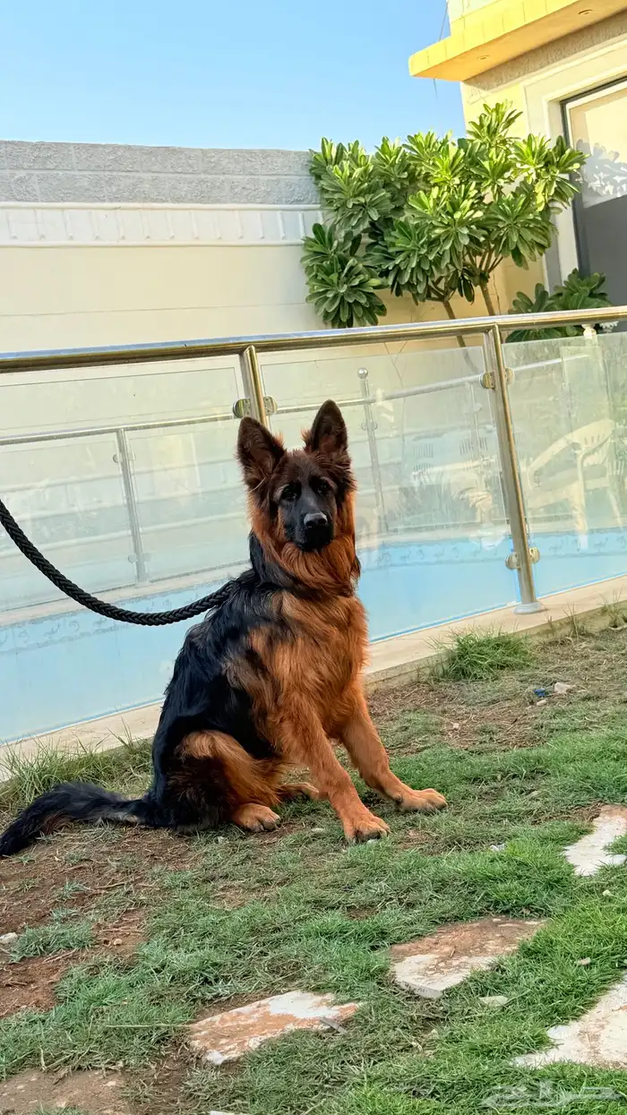 كلب جيرمن شيبرد 4