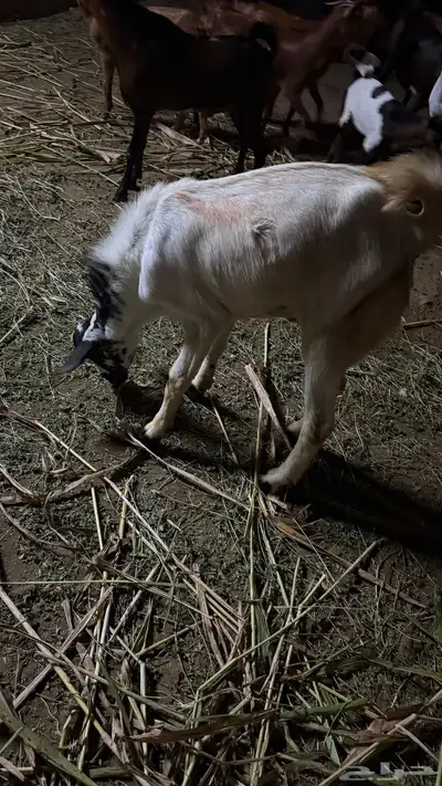 تيس بلدي index