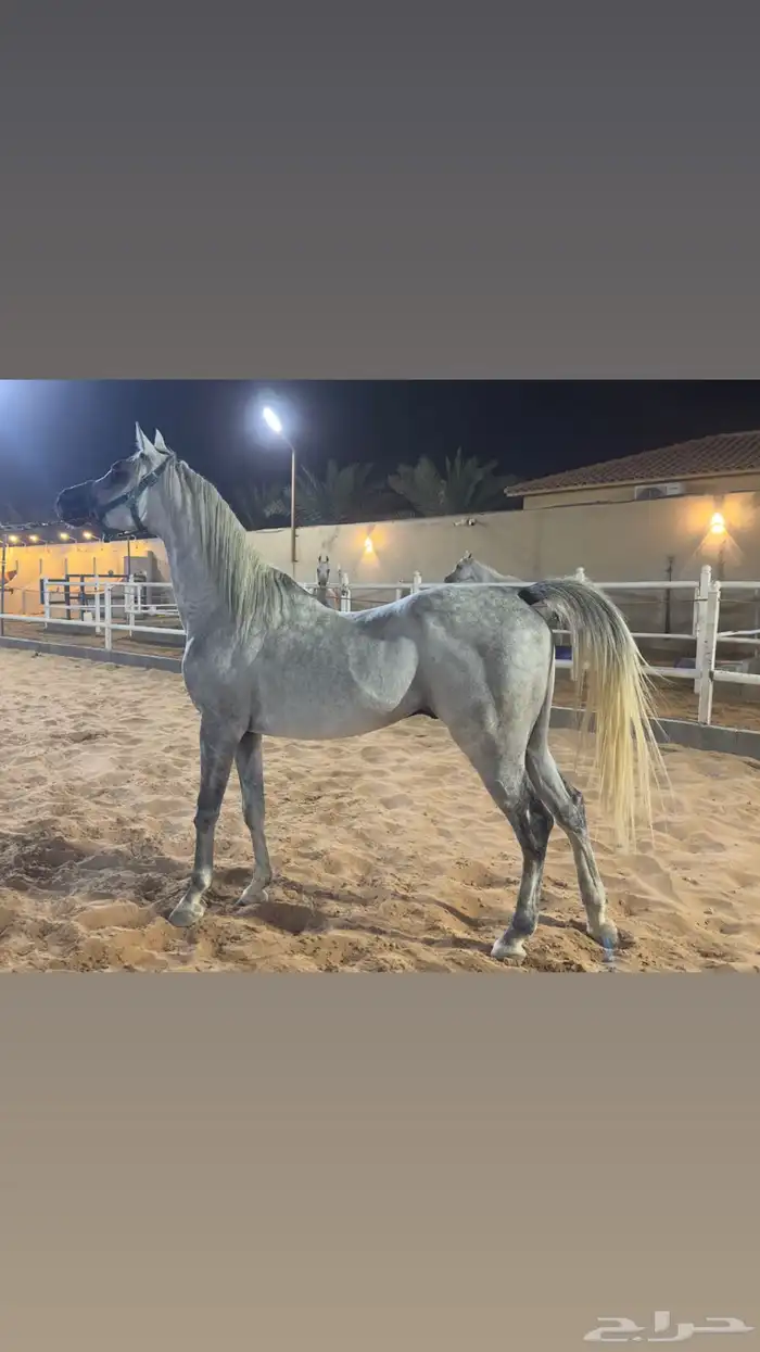 حصان شعبي حار على يدك 2