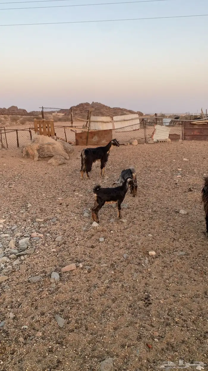 معزامتابيع 1