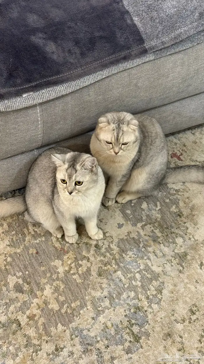 قطط سكوتش فولد و ستريت 2