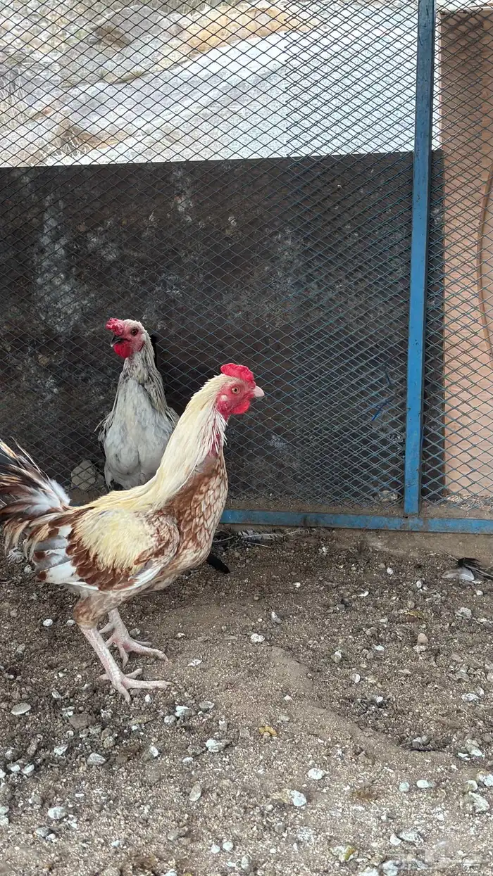 ديوك بلديه 10