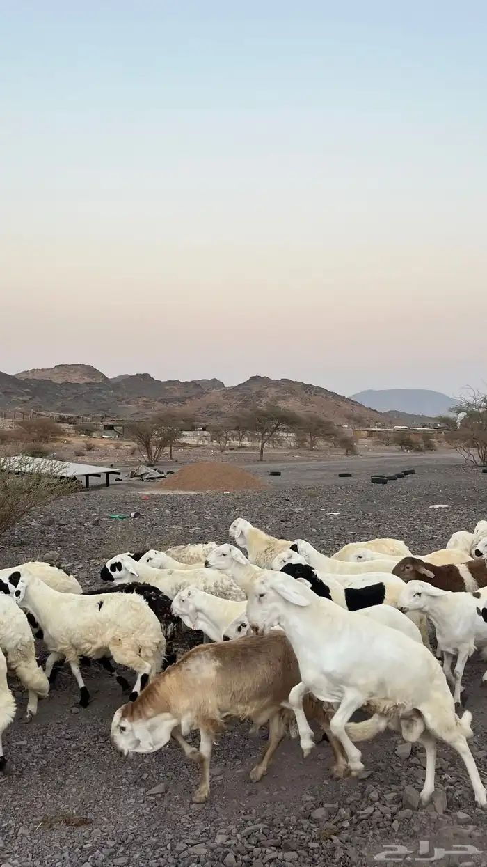 طليان سواكن شبيه الحرب مرابى جادعان مرابى 2