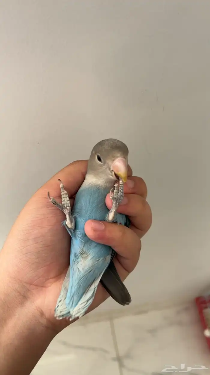 روز اليف ( تم البيع) 3