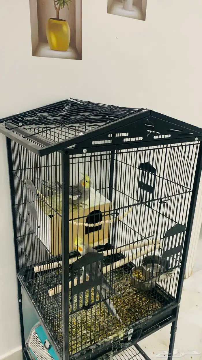 بيغاء الكراون ذكر انثى 5