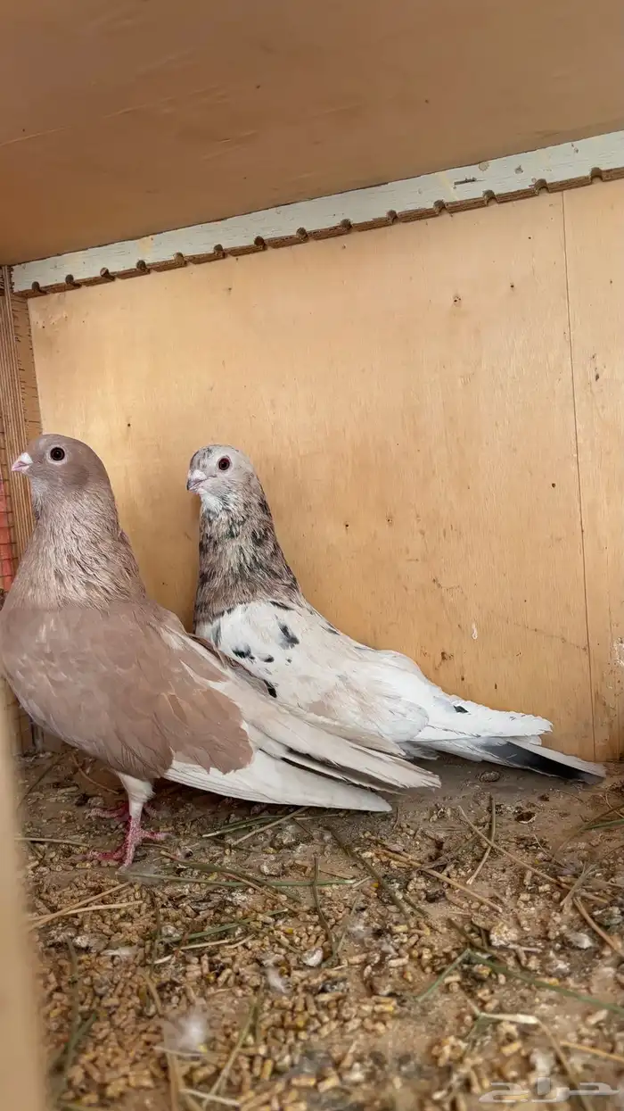 3 اجواز حمام بغدادي وقطيفي وشامي. 5