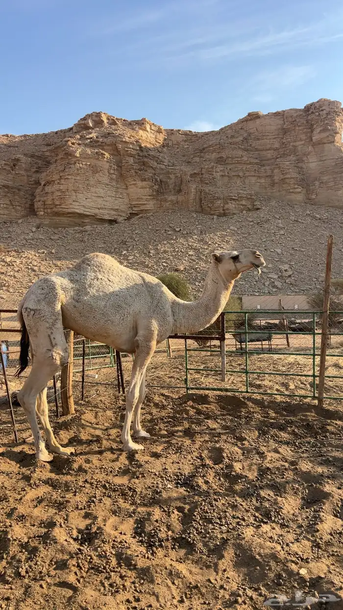 ناقه رباع عليانيه 1