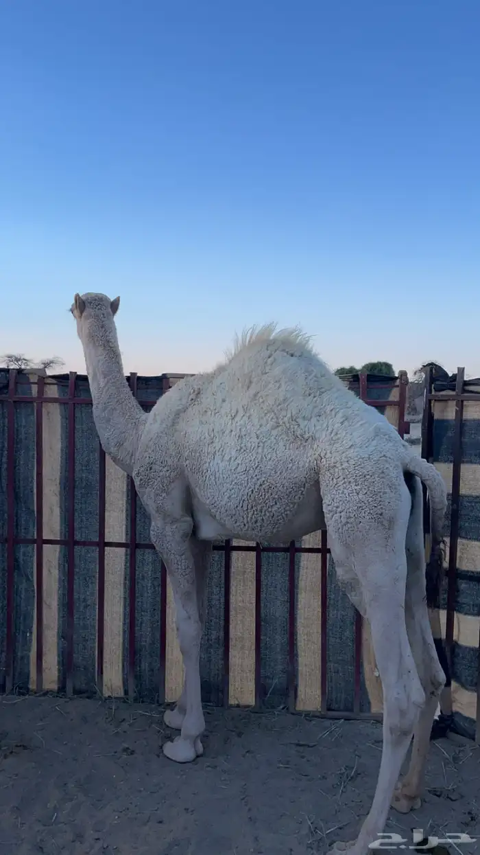 قعود للبيع 3